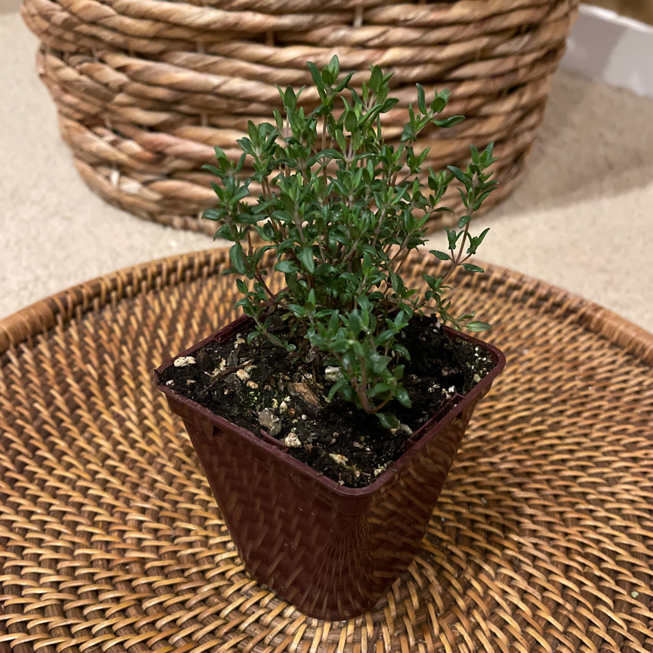 Photo of the plant species Common Thyme by @debra11 named French Thyme on Greg, the plant care app