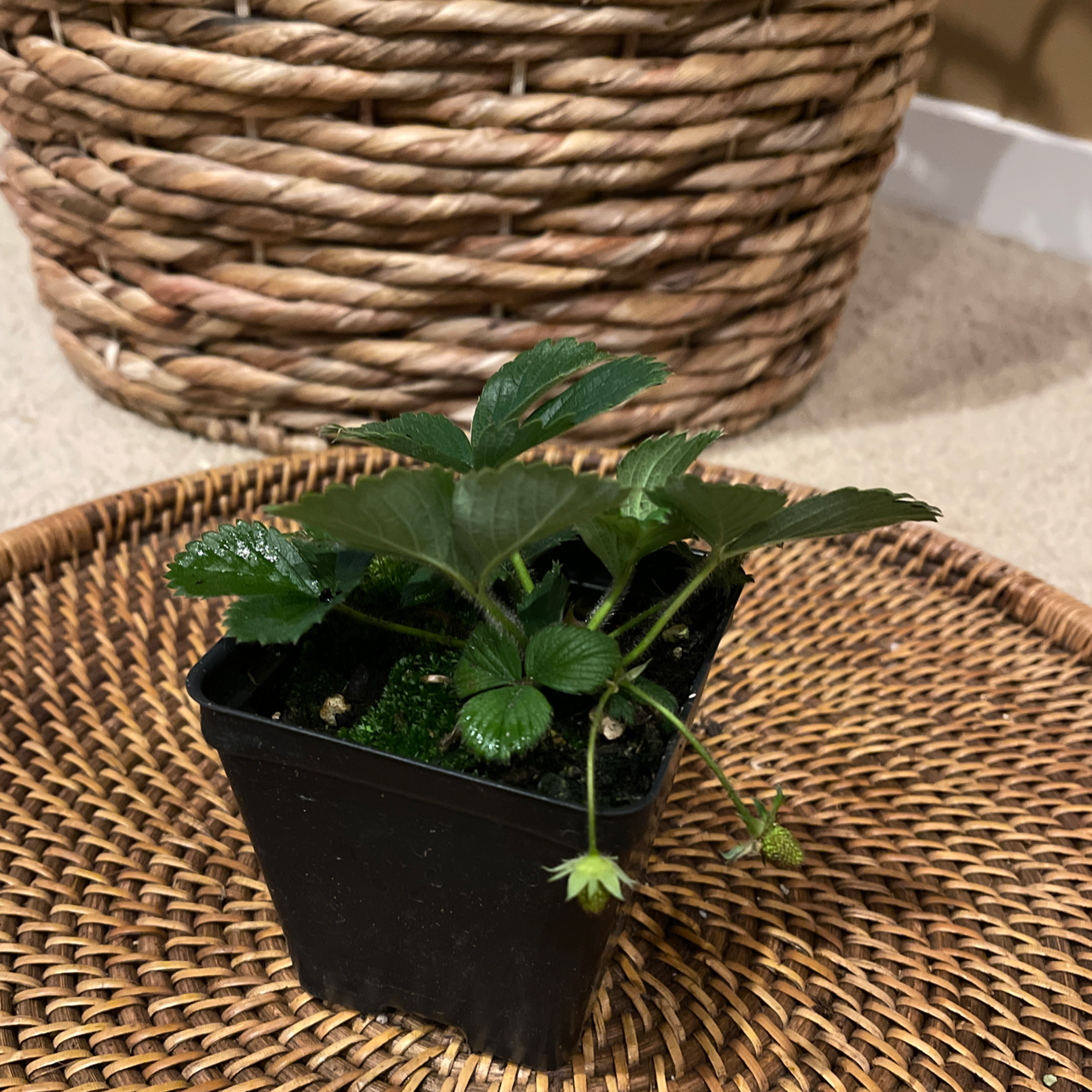 California Strawberry plant in a black pot with green leaves and a small developing fruit.