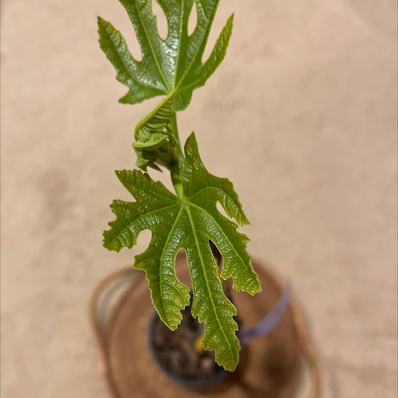 Young Brown Turkey Fig plant with healthy green leaves in a pot.