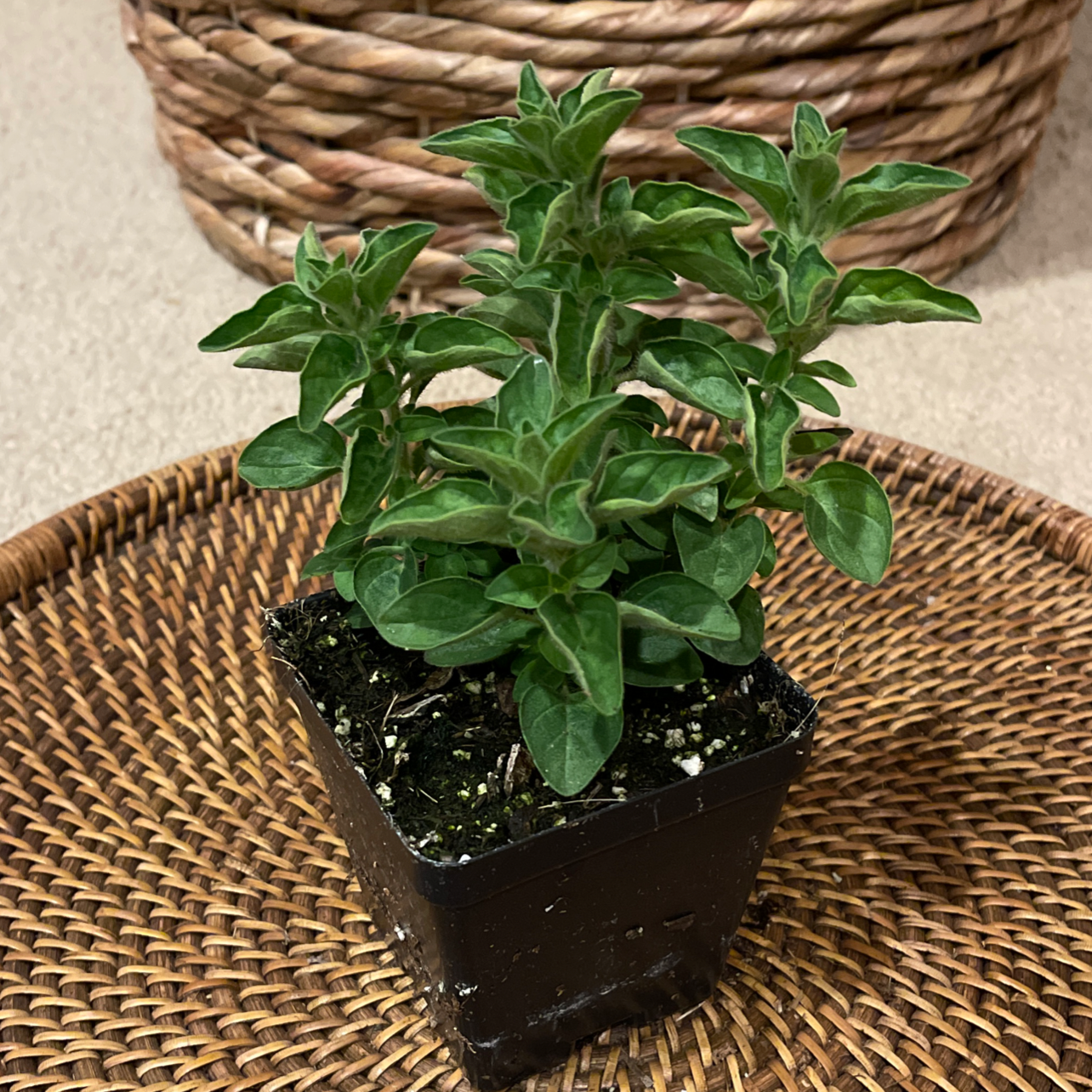 Photo of the plant species Greek Oregano by @debra11 named Greek Oregano on Greg, the plant care app