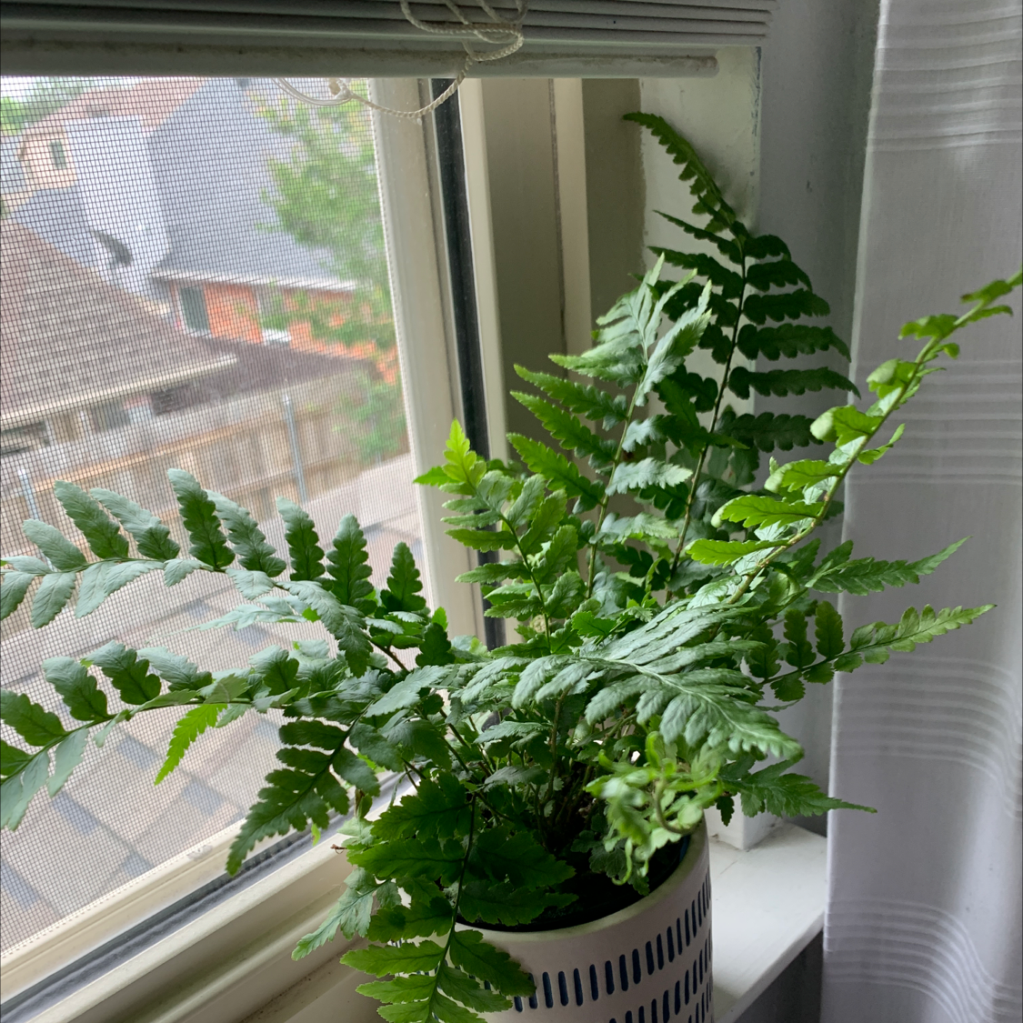 Photo of the plant species Southern Wood-fern by @MamaBear0128 named Fernie Sanders on Greg, the plant care app