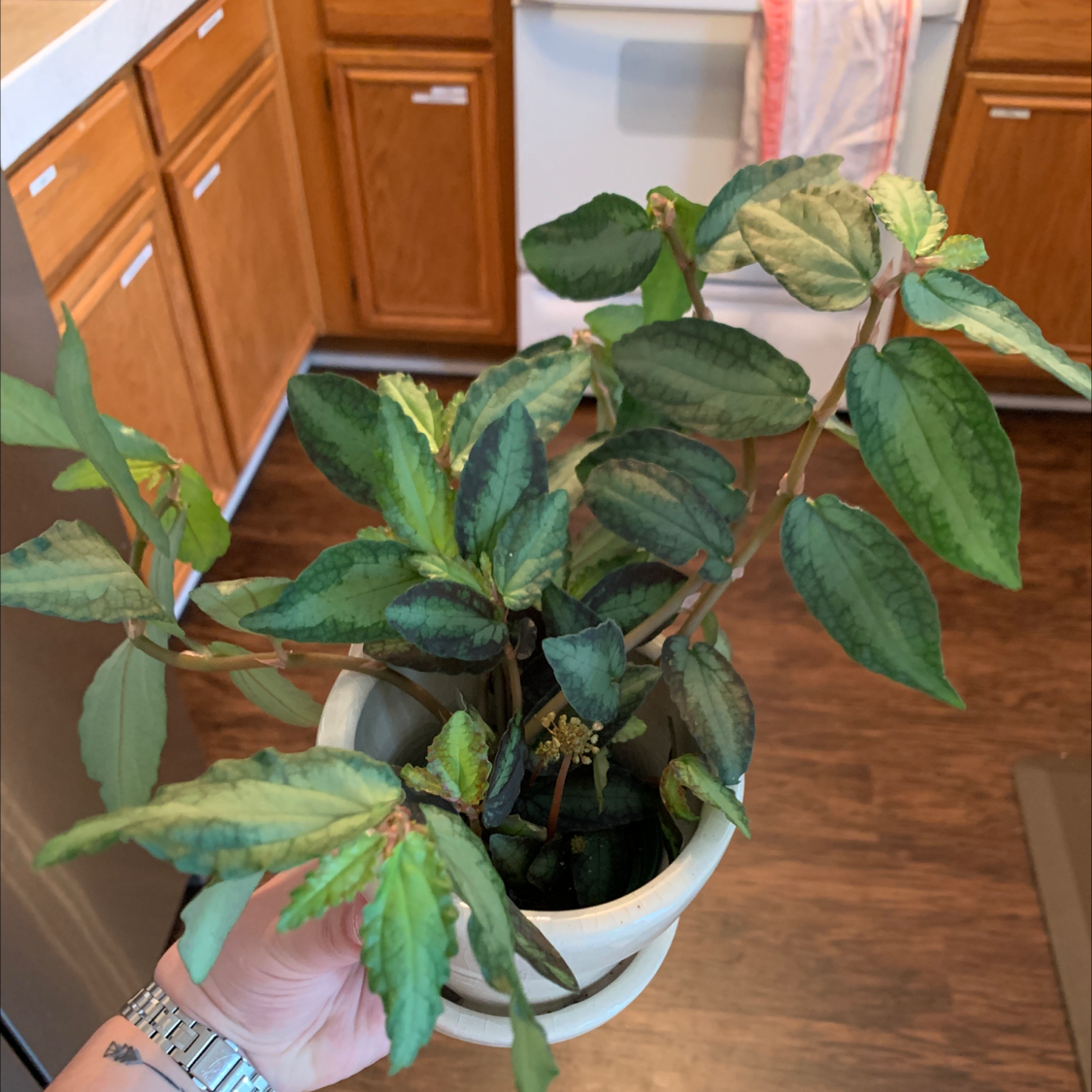 Photo of the plant species Watermelon Vine by @MamaBear0128 named Nesta on Greg, the plant care app