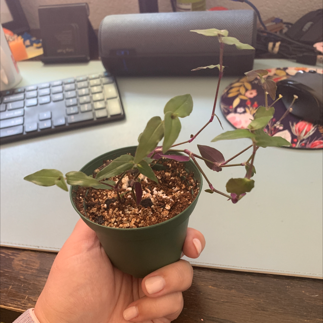 Potted Tahitian Bridal Veil plant held by a hand, with visible soil and healthy leaves.
