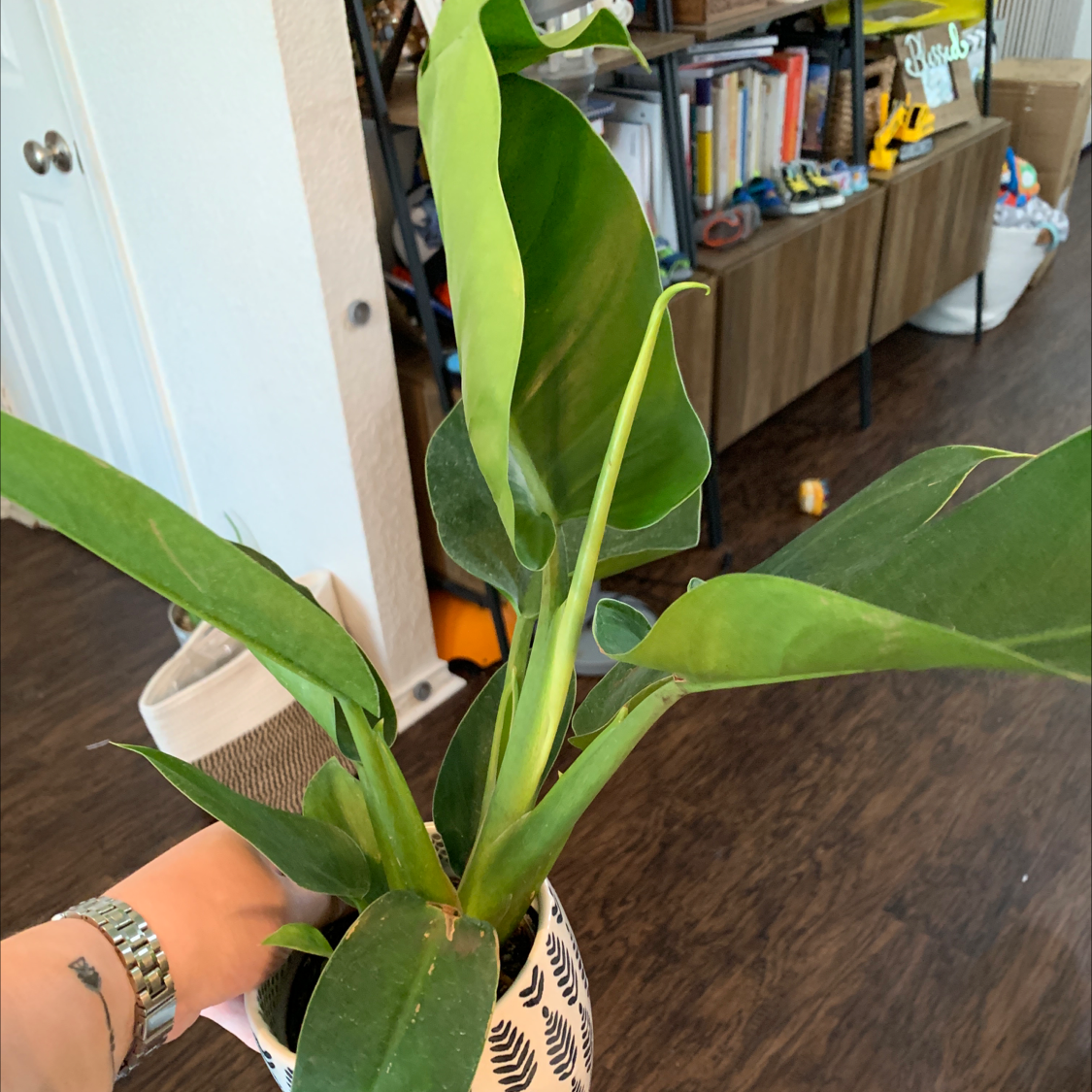 Photo of the plant species Fat Boy Philodendron by @MamaBear0128 named Oscar on Greg, the plant care app