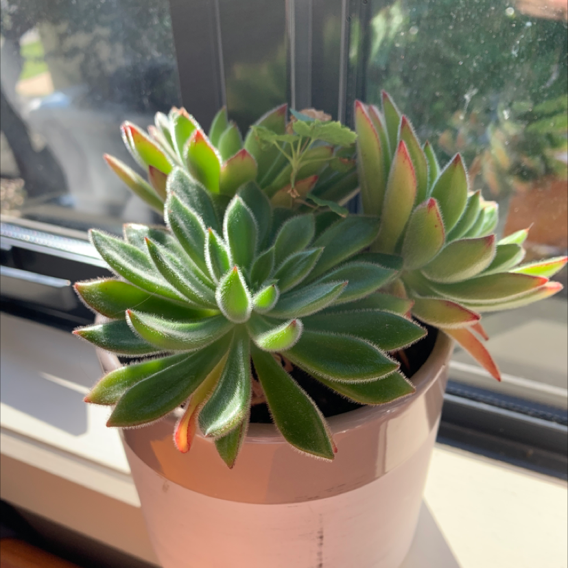 Photo of the plant species Mexican Firecracker by @meredithseeto named Beth on Greg, the plant care app