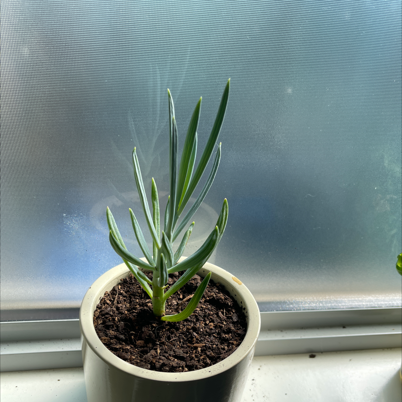 Blue Chalksticks plant in a white pot on a windowsill, healthy with visible soil.