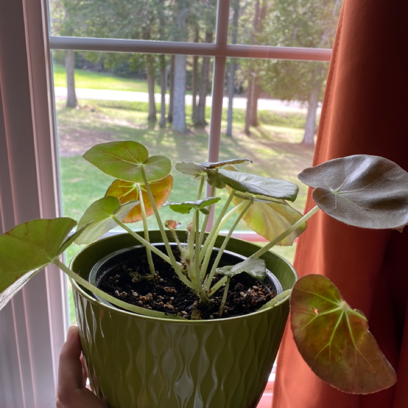 Exotica Begonia plant in a green pot near a window with some leaf discoloration.