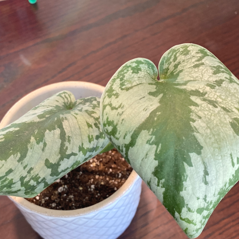 Silver Leaf Philodendron with two prominent leaves in a white pot. Soil is visible.