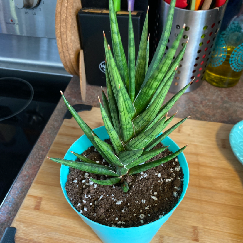 Sansevieria francisii plant in a blue pot with visible soil, well-framed and in focus.