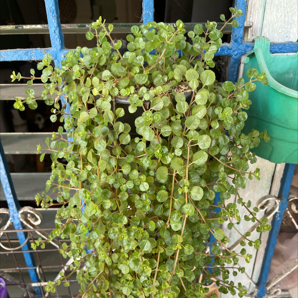 A lush, healthy Pilea Baby Tears plant with dense green foliage cascading from a hanging basket on a blue metal stand.