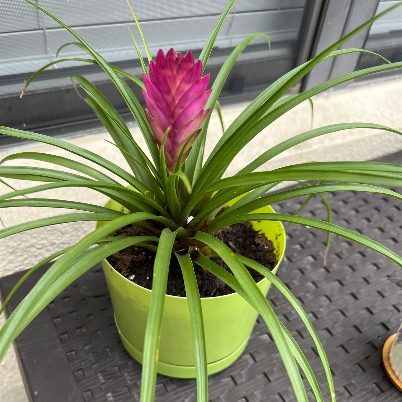Pink Quill plant (Tillandsia cyanea) in a green pot with vibrant green leaves and a pink bract.