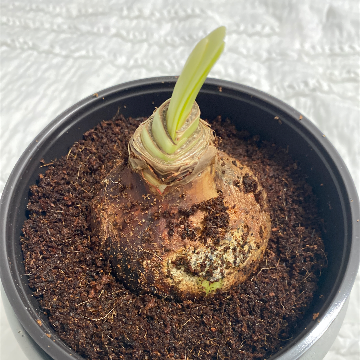 Photo of the plant species Hippeastrum 'Red Lion' by @vanessa3renae named Walt on Greg, the plant care app