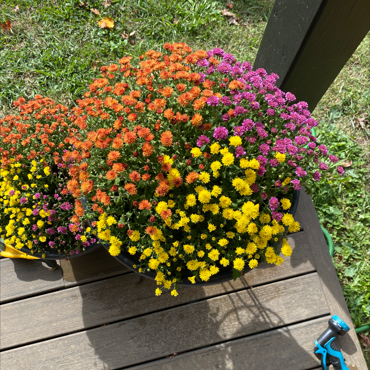 Max Chrysanthemum plant with vibrant orange, yellow, and purple flowers on a wooden deck.