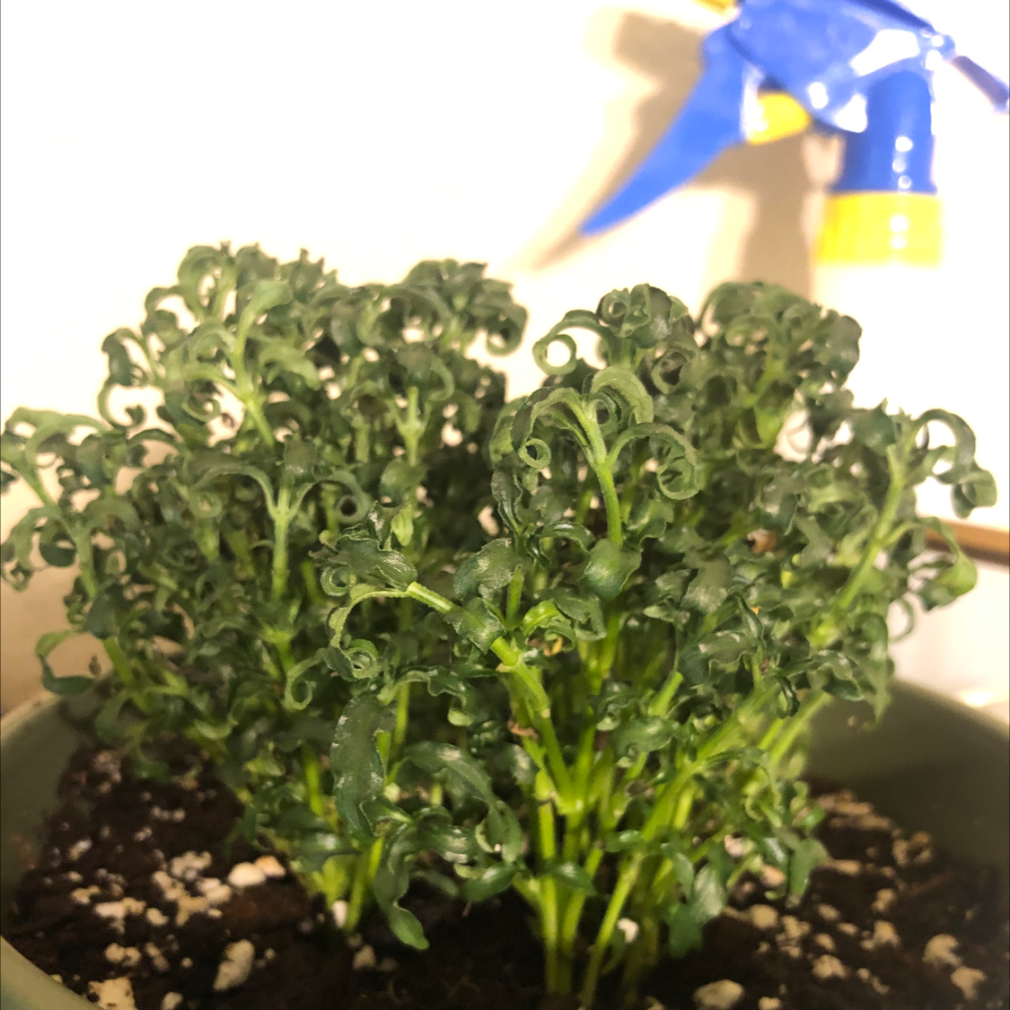 Photo of the plant species Mai Tai Alternanthera by Chloe named Marvin on Greg, the plant care app