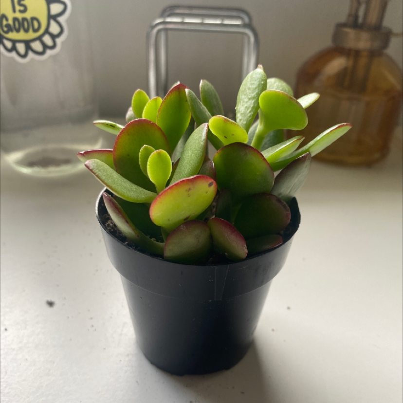 Lucky Plant plant photo by @brooklynroberts named jade on Greg, the plant care app.