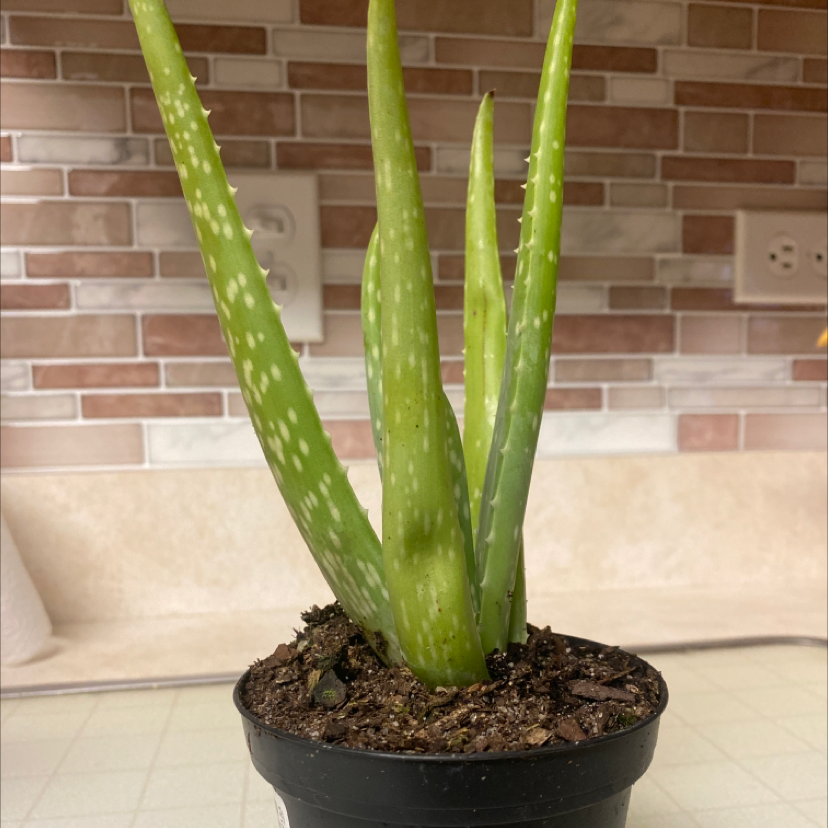 Aloe vera plant photo by @brooklynroberts named allysa on Greg, the plant care app.