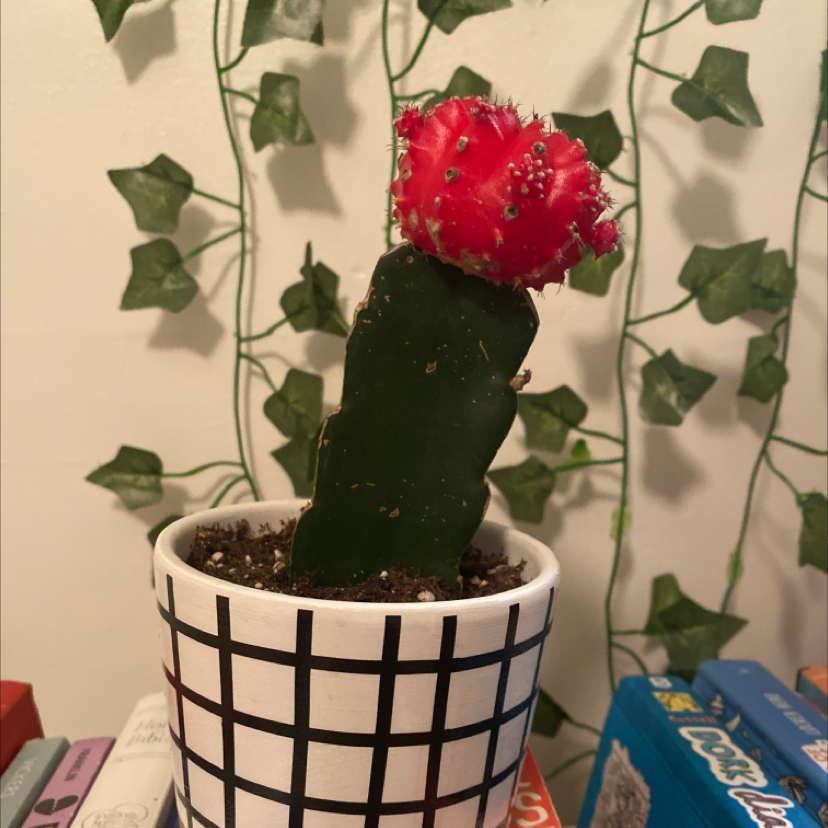 Moon Cactus plant photo by @brooklynroberts named lopsidey on Greg, the plant care app.