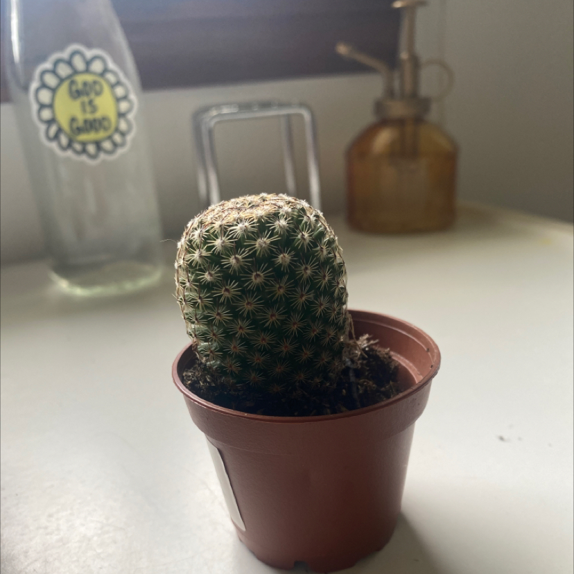 Simpson Hedgehog Cactus plant photo by @brooklynroberts named cutie on Greg, the plant care app.
