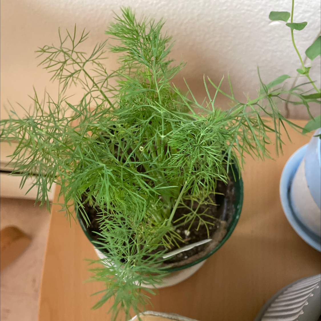 A healthy potted Dill plant with green, feathery leaves.