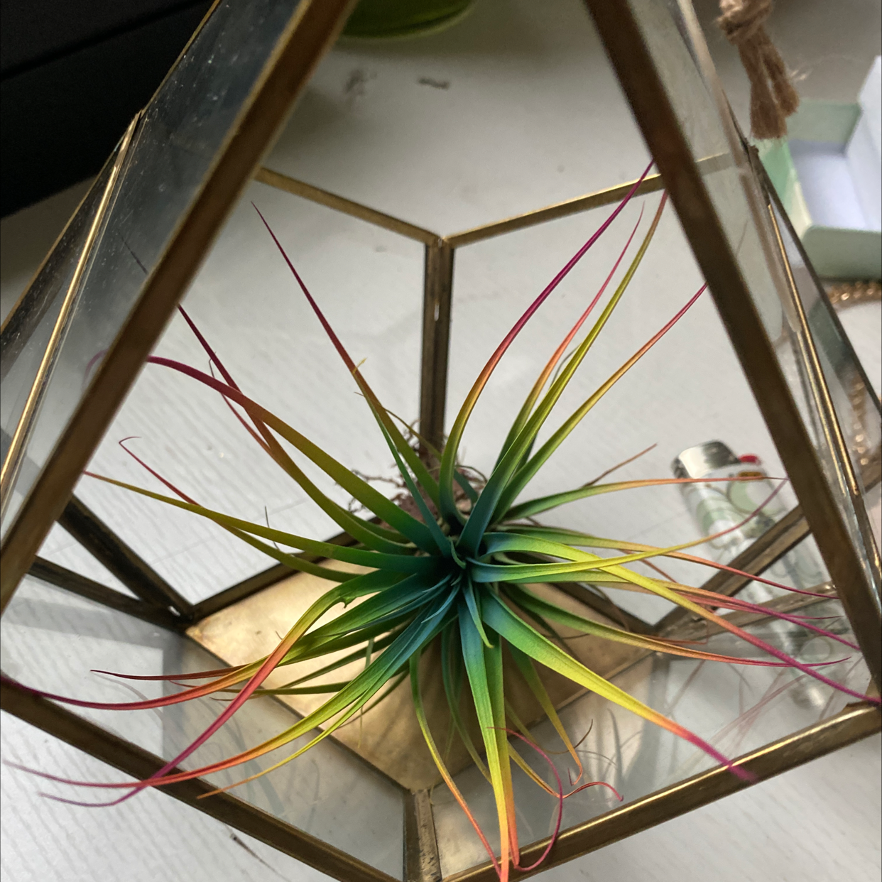 Tillandsia Erubescens plant in a geometric glass terrarium with vibrant green and red leaves.