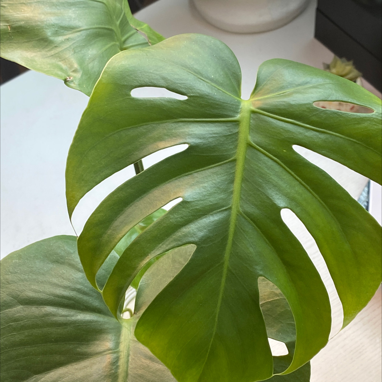 Monstera plant photo by @Noelanigiselle named MonSTAR on Greg, the plant care app.