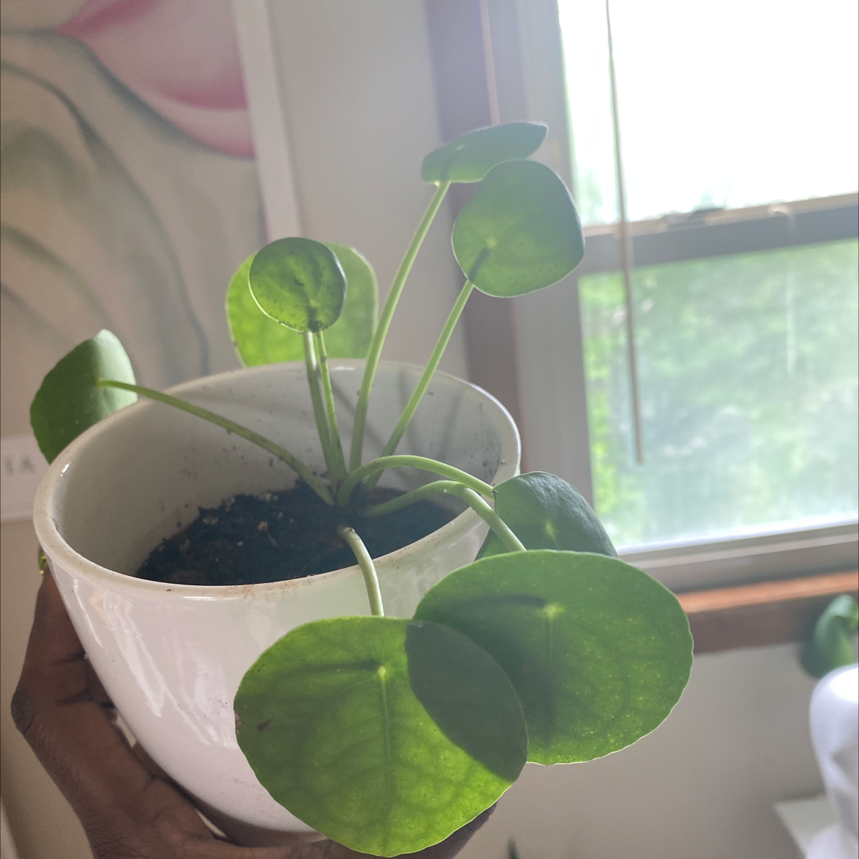 Chinese Money Plant plant photo by @Noelanigiselle named Luckee on Greg, the plant care app.