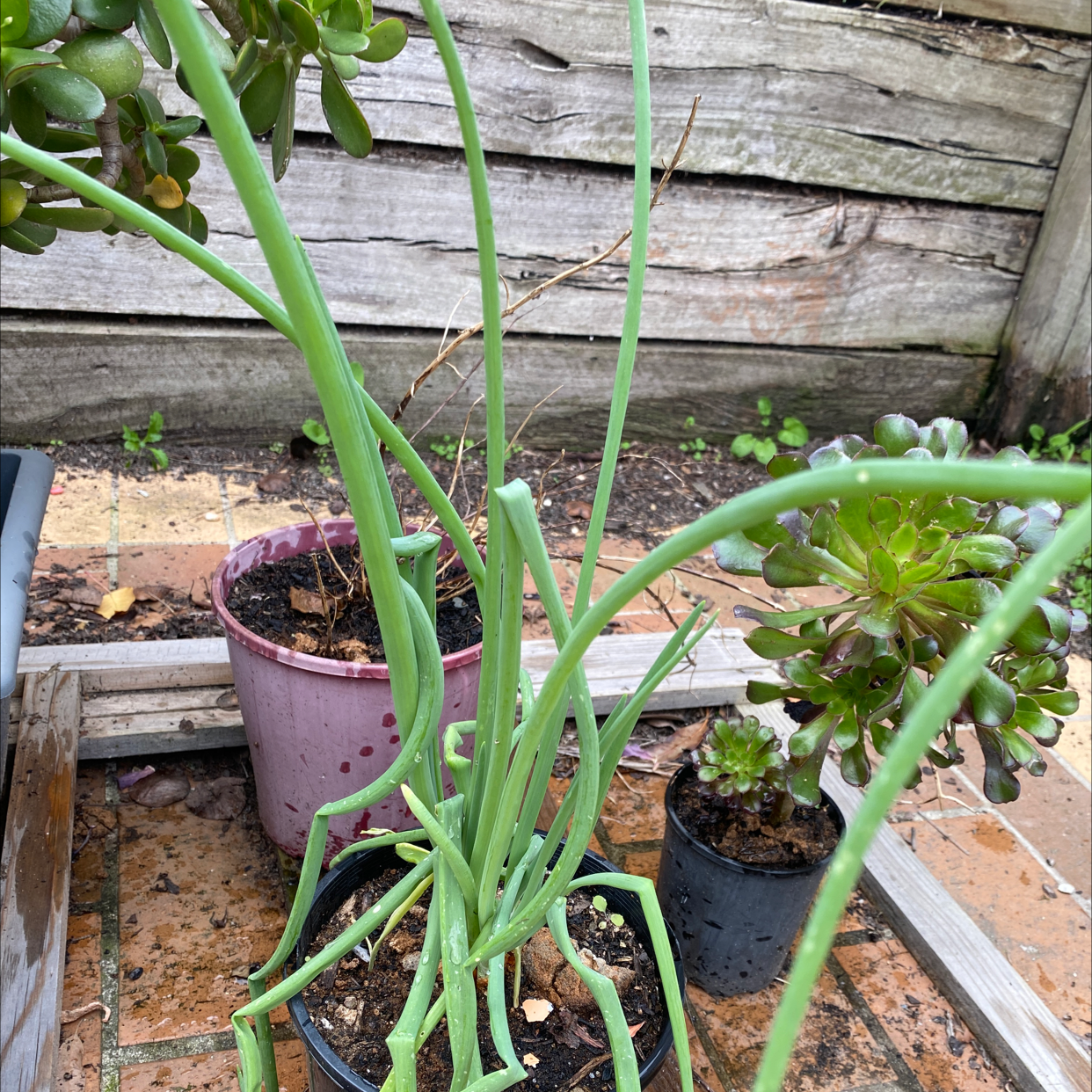 Potted Globe Onion plant with long green leaves, other potted plants, and a wooden fence in the background.