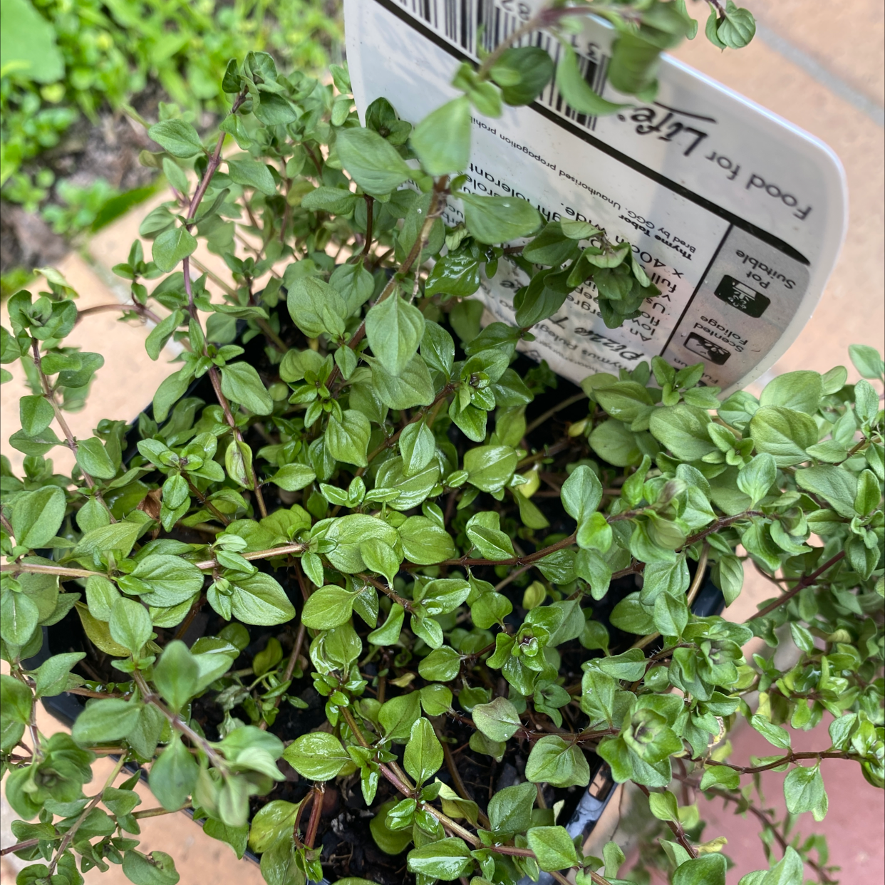 Photo of the plant species Pizza Thyme by Angelyn named Thyme Pizza on Greg, the plant care app