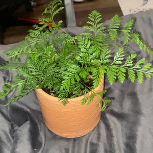 Rabbit's Foot Fern plant photo by Babydarko named lucy!!!!! on Greg, the plant care app.