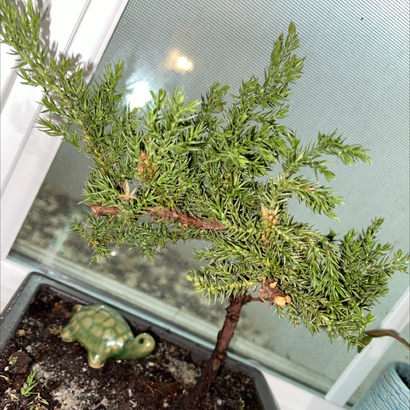 Photo of the plant species American Juniper by @babydarko named cool guy on Greg, the plant care app
