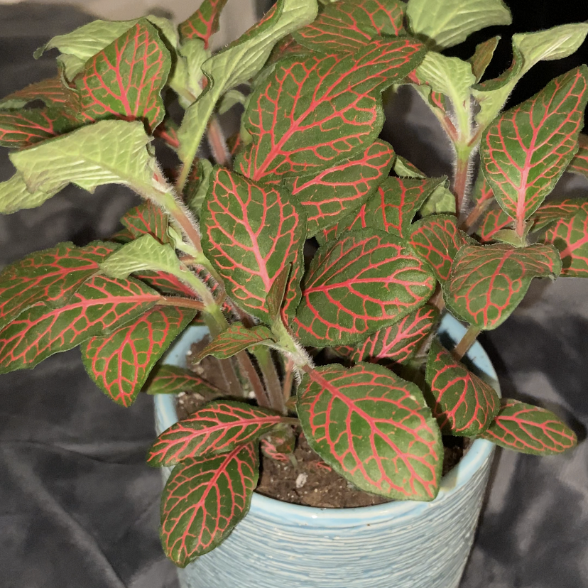 Nerve Plant plant photo by @babydarko named he. on Greg, the plant care app.