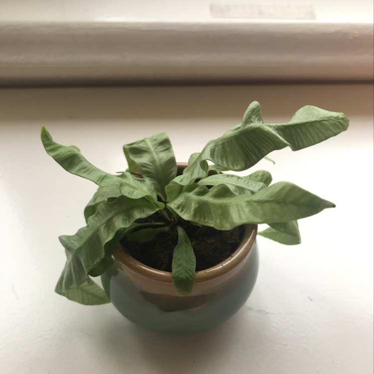 Healthy Bird's Nest Fern plant in ceramic pot with vibrant green rippled foliage.