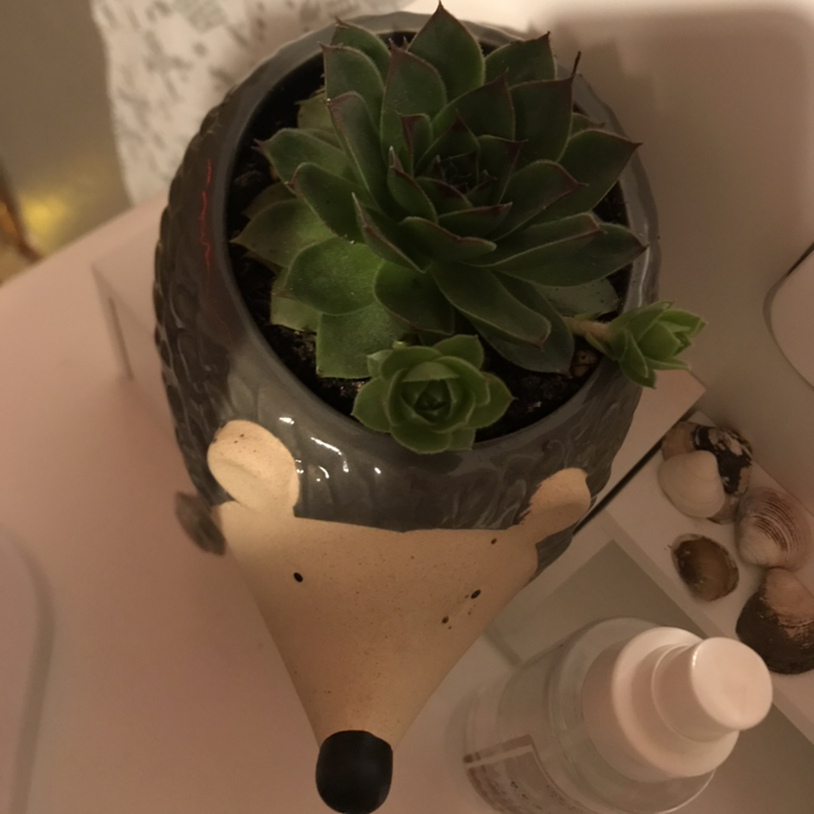 Photo of the plant species Graptoveria 'Bella' by Madison named George on Greg, the plant care app
