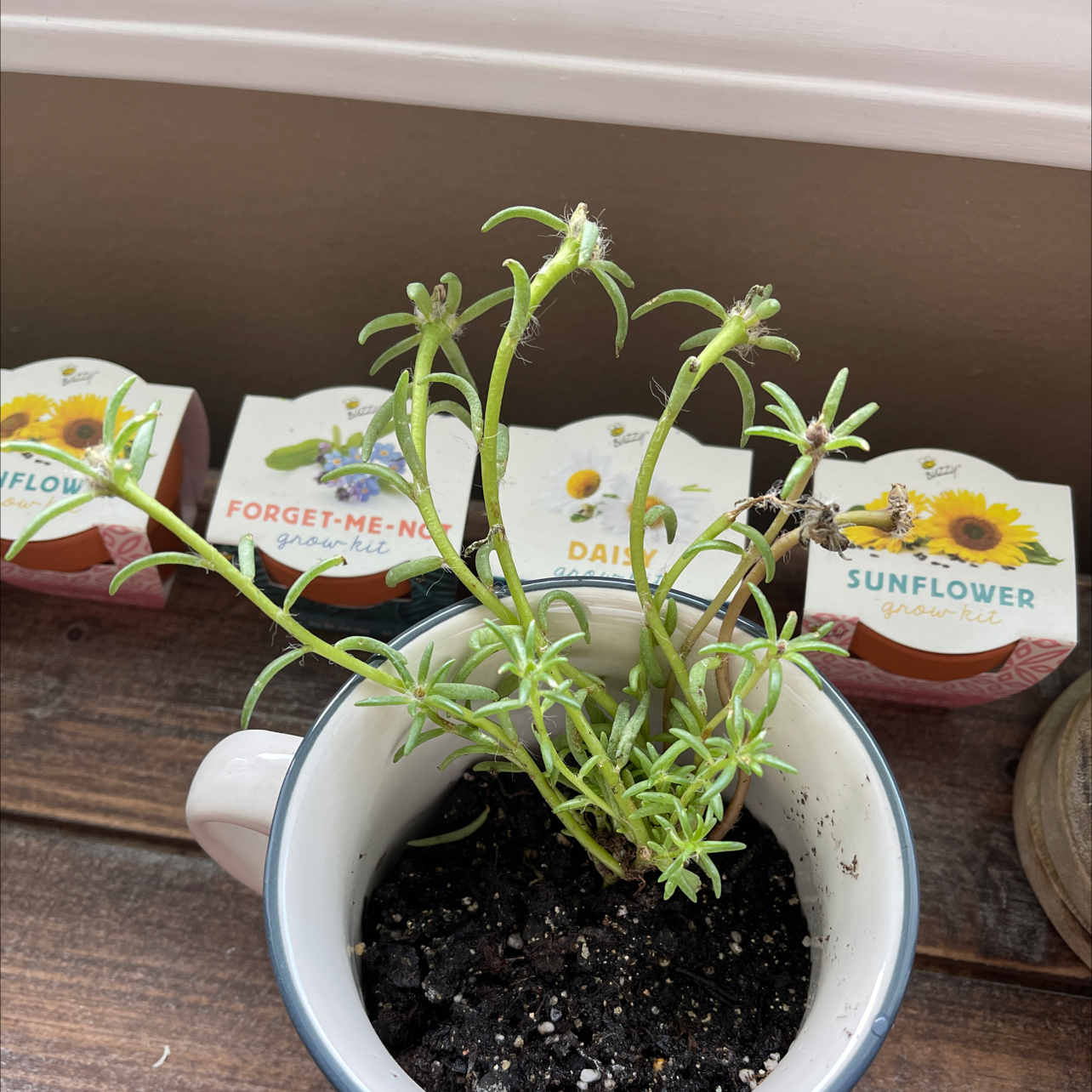 A potted Moss Rose Purslane plant with green foliage and small white flowers, surrounded by seed packets on a wooden surface.
