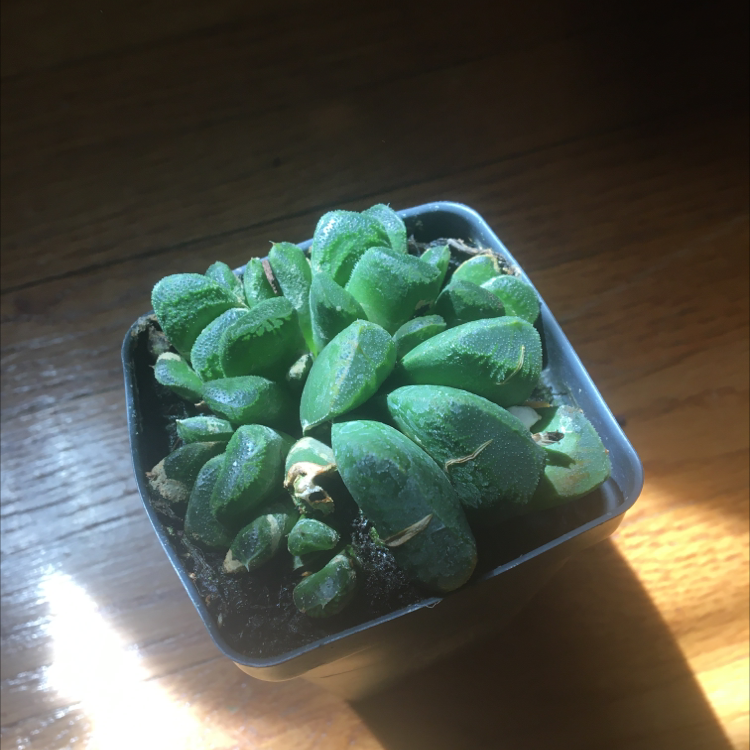 Crassula 'Buddha's Temple' plant in a small pot with visible soil, well-framed and in focus.