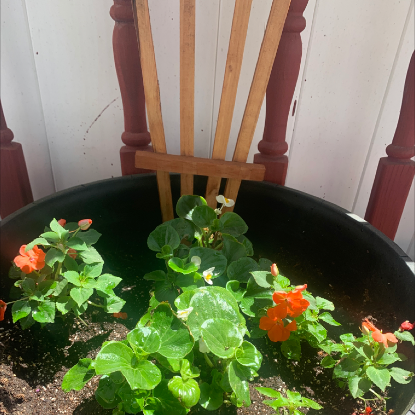 Potted Buzzy Lizzy plant with green leaves and orange flowers, soil visible.