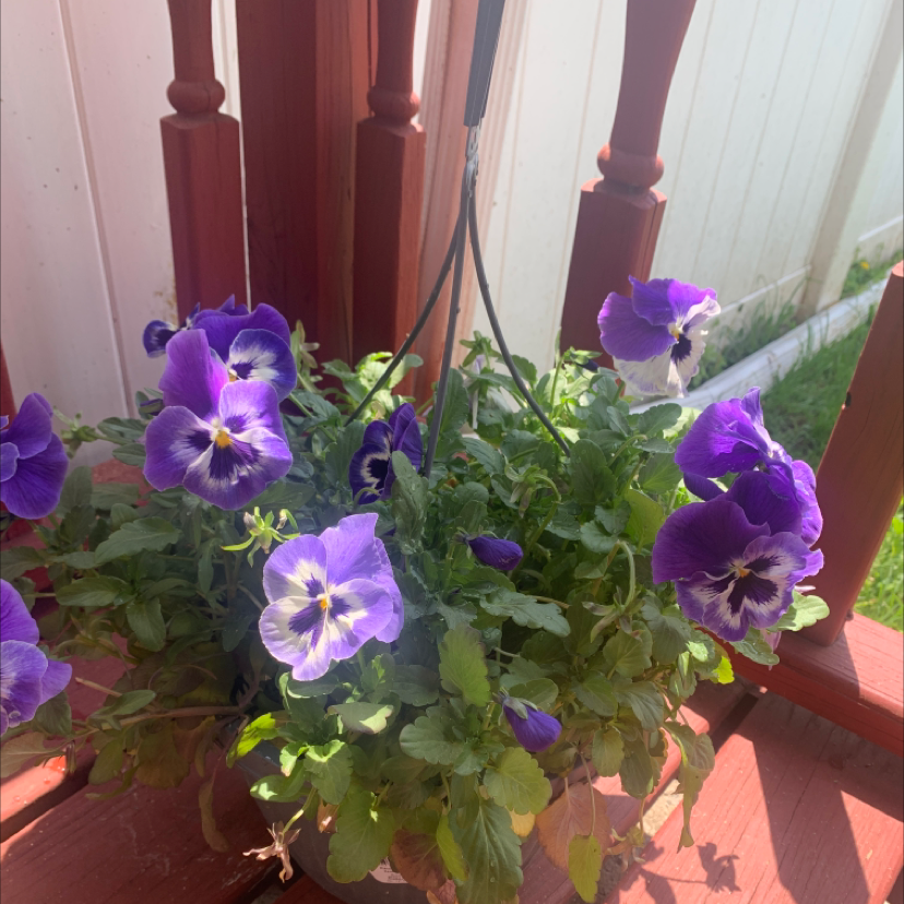 A healthy Wild Pansy plant with vibrant purple flowers in a hanging pot.