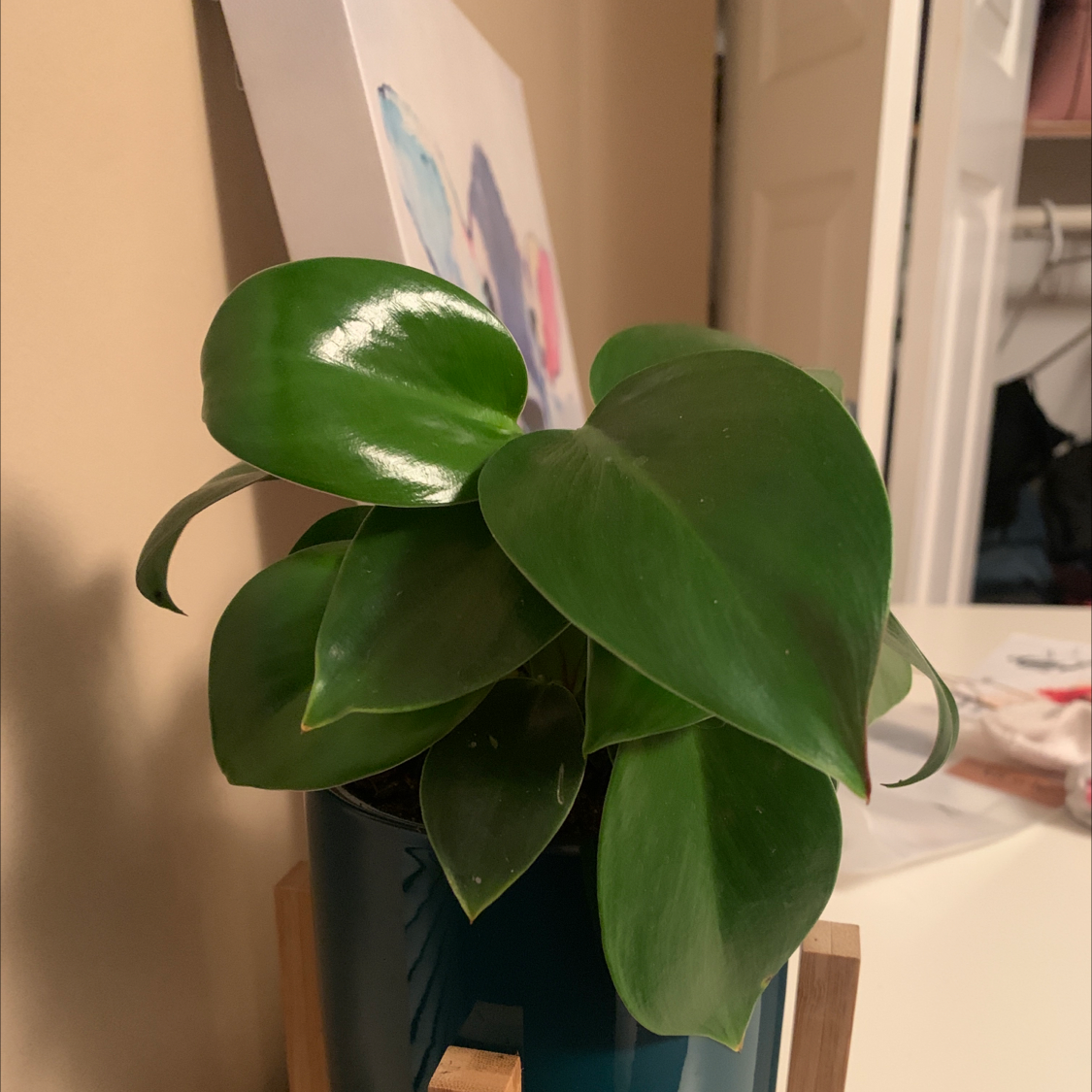 Photo of the plant species Philodendron 'Green Goddess' by Melanie named Philodendron on Greg, the plant care app