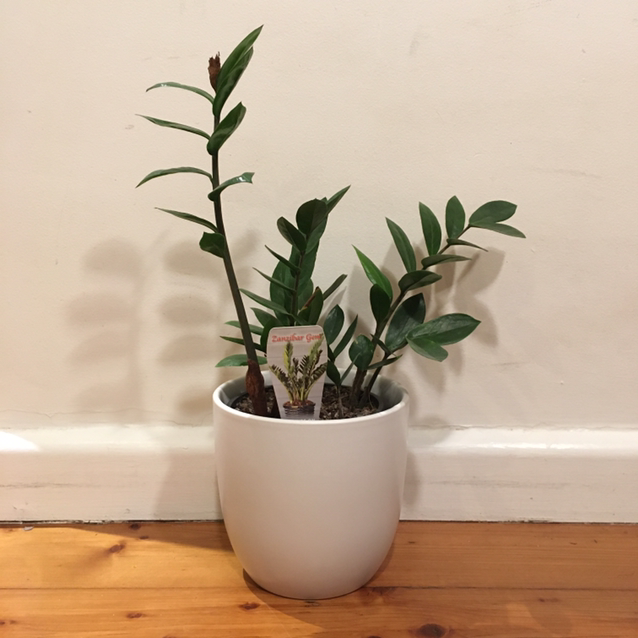 Zamioculcas Zamiifolia plant photo by @emilyl13 named Neglect Plant on Greg, the plant care app.