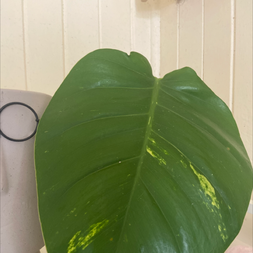 A large leaf of a Variegated Monstera plant with yellow variegation.