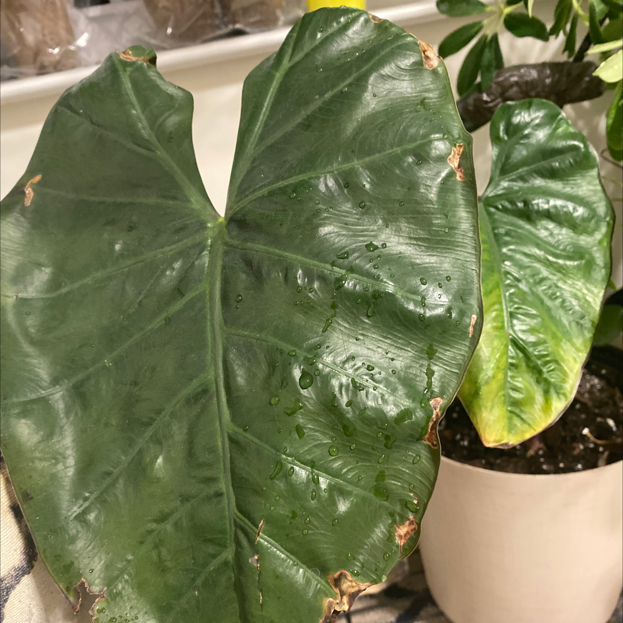 Photo of the plant species Alocasia Fornicata by @TreeHugger08 named Allie on Greg, the plant care app