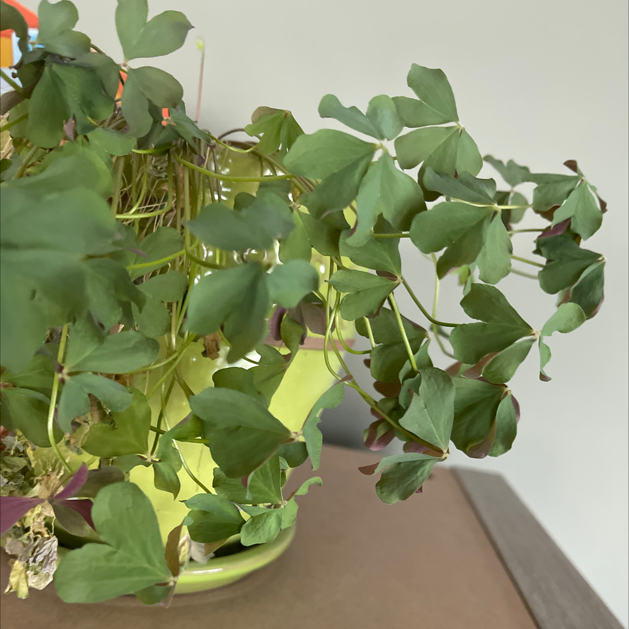 Broadleaf Woodsorrel plant in a pot with mostly healthy leaves.