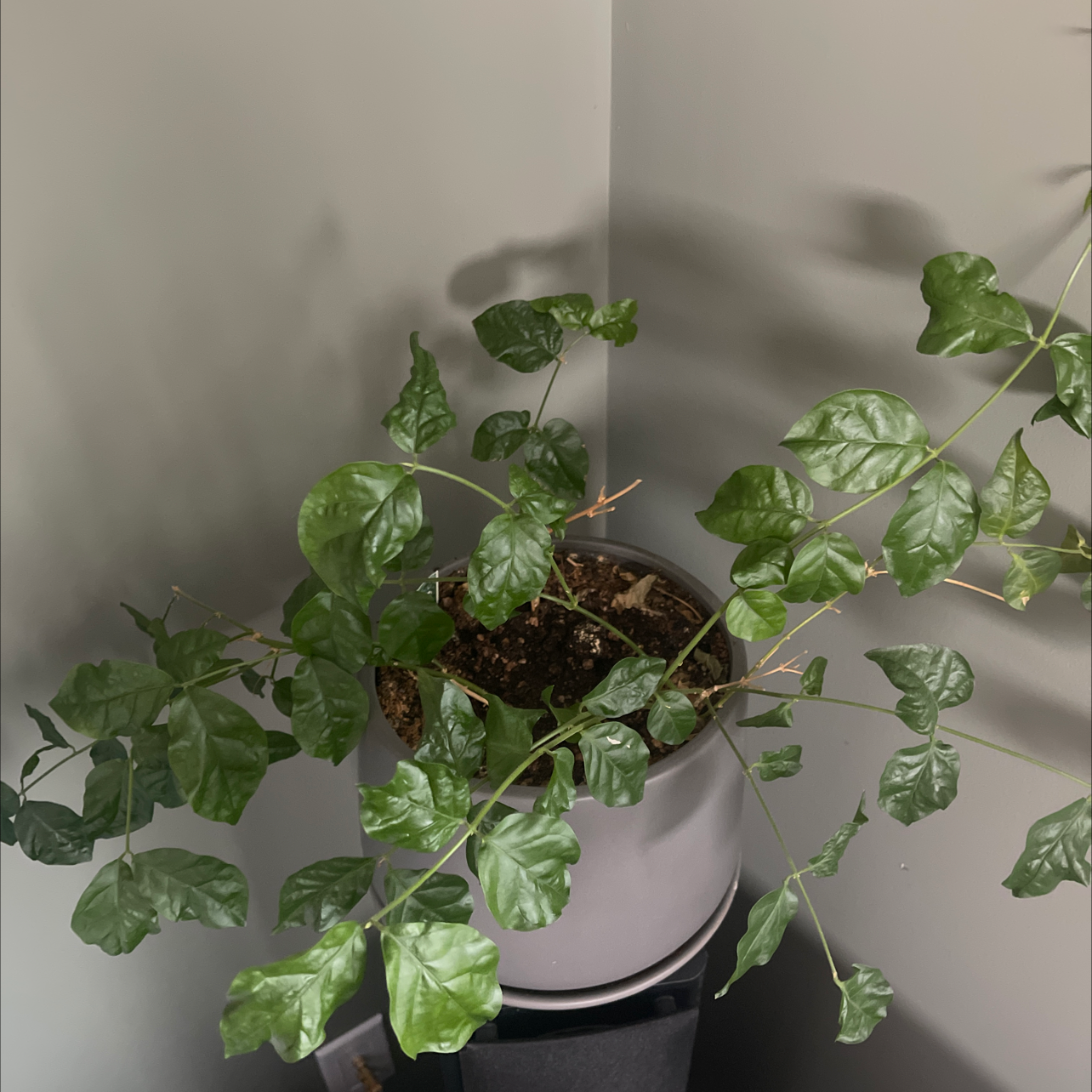Healthy potted Arabian Jasmine plant with lush green foliage in a white ceramic pot, soil visible.