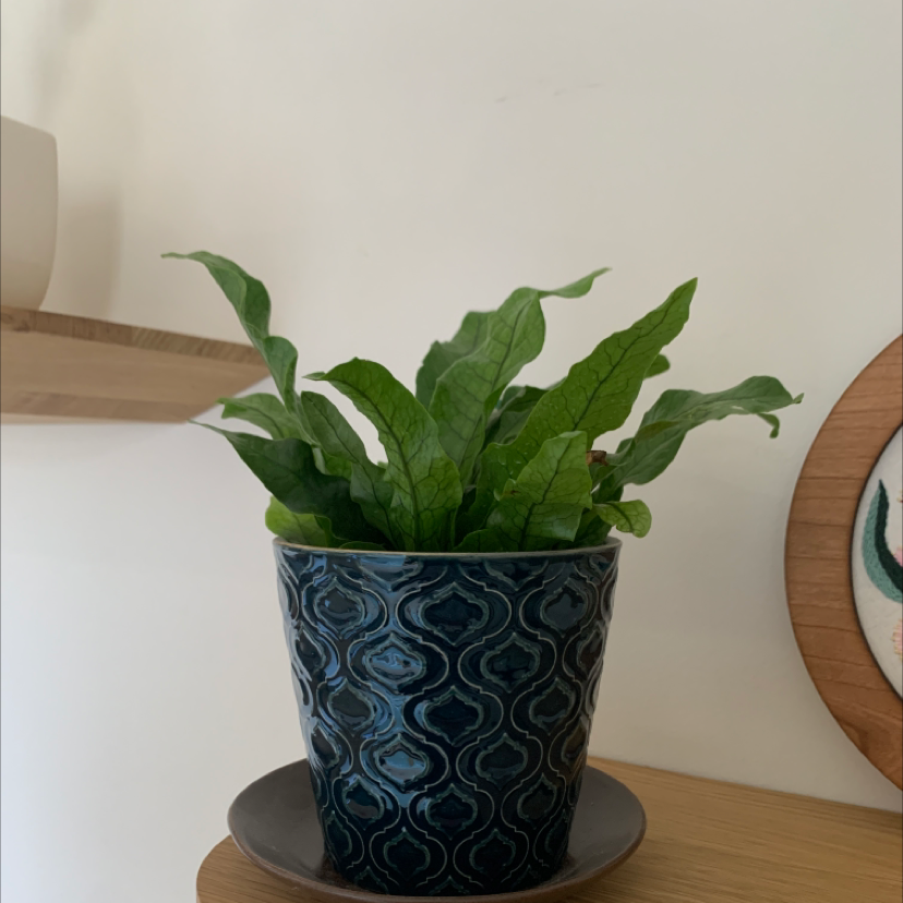 Crocodile Fern in a decorative pot on a wooden surface, appearing healthy.