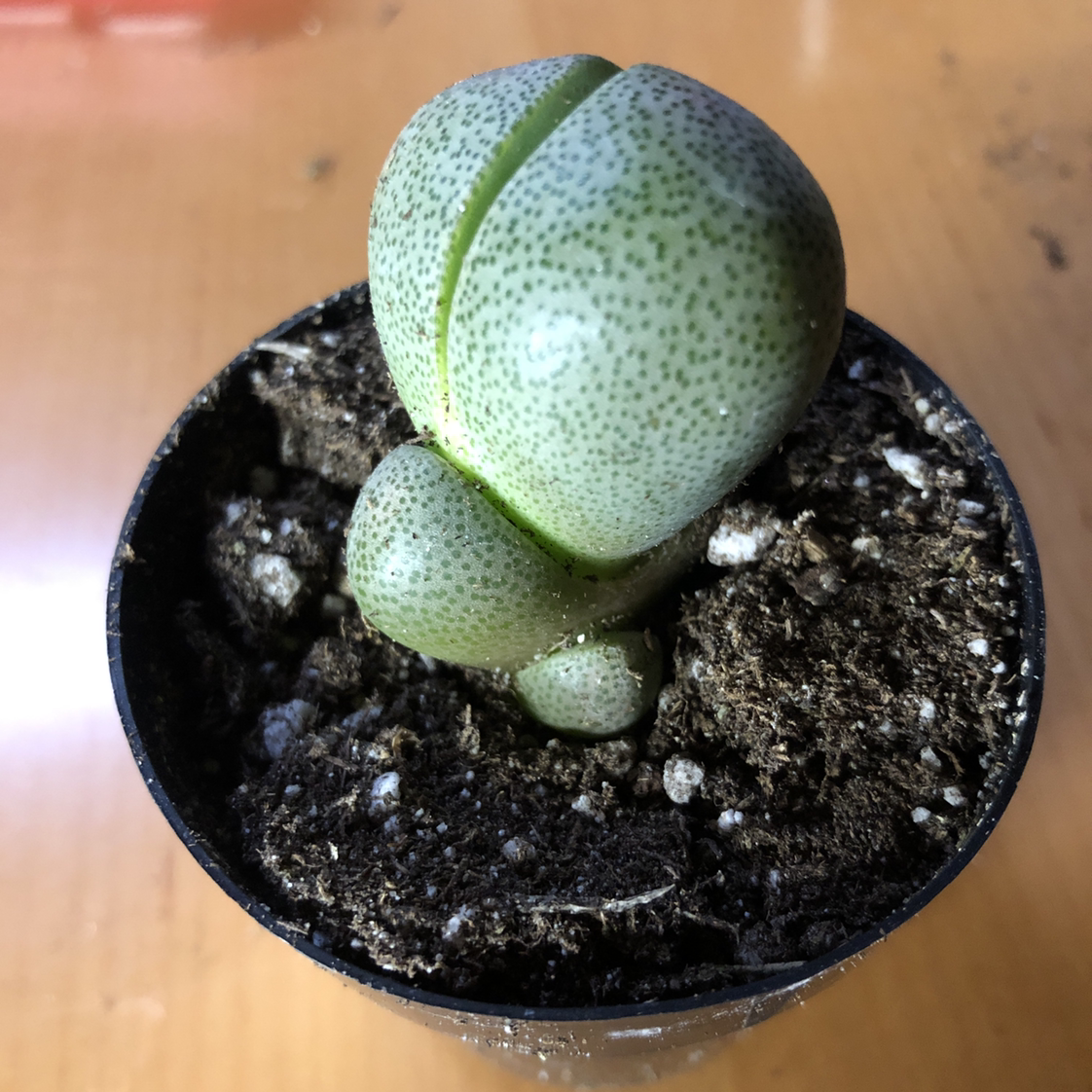Split Rock plant (Pleiospilos nelii) in a small pot with visible soil.