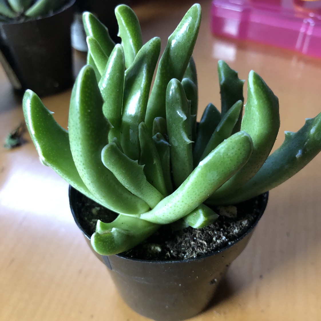 Healthy Tiger's Jaw plant in a small black pot with green leaves.