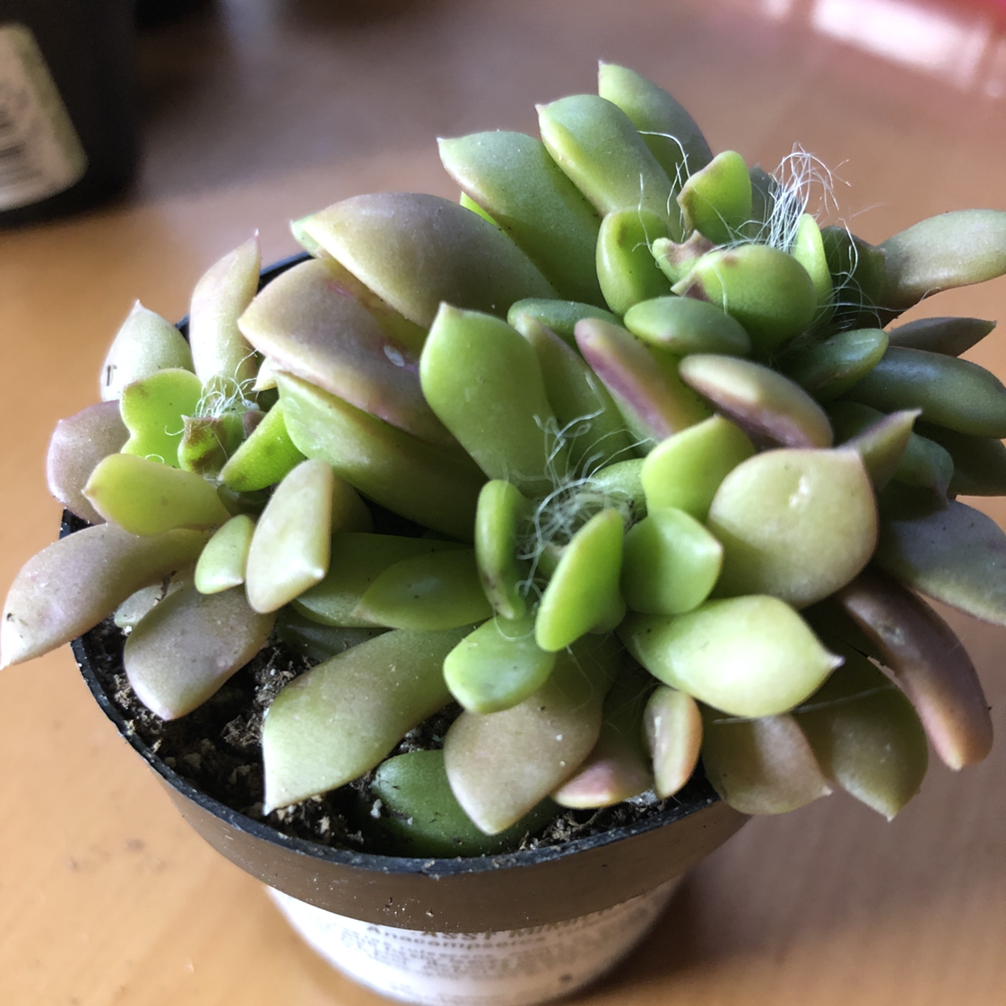 Healthy Sand Rose succulent plant in a pot with visible soil.