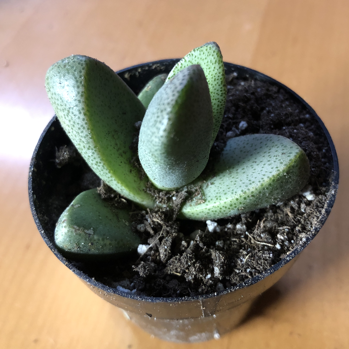 Split Rock plant (Pleiospilos nelii) in a small pot with visible soil.