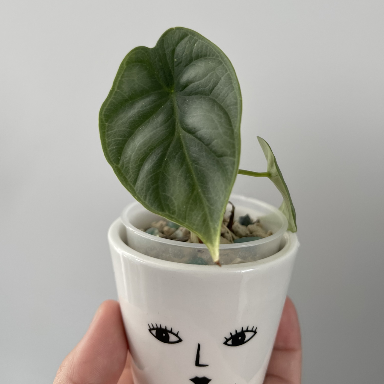 Silver Dragon plant with heart-shaped leaves in a decorative pot held by a hand.