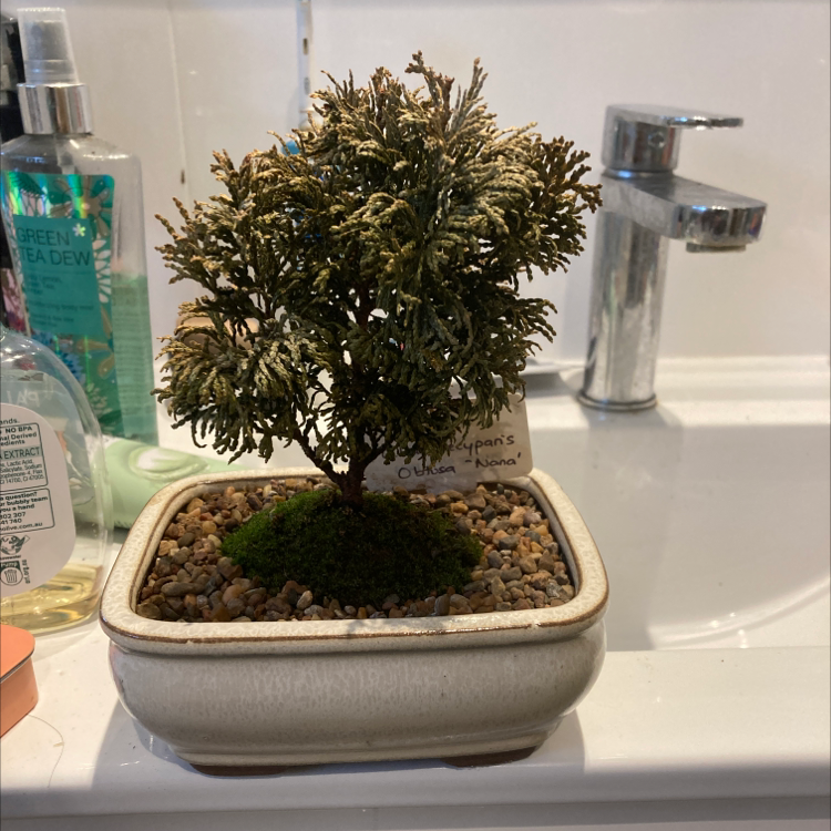Japanese Cedar bonsai plant with some browning leaves in a pot on a bathroom counter.